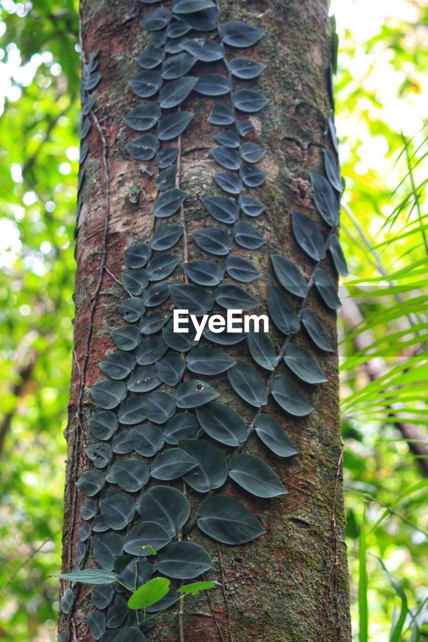 CLOSE-UP OF BIRD ON TREE TRUNK