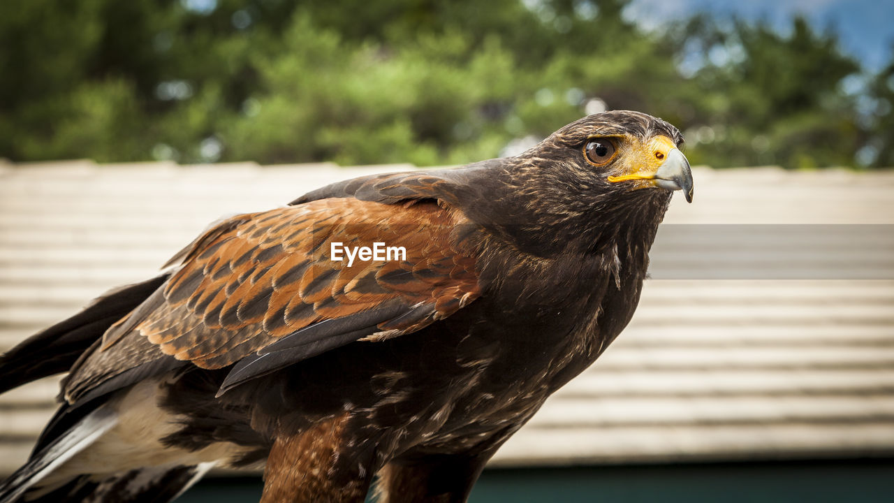 Close-up of an hawk
