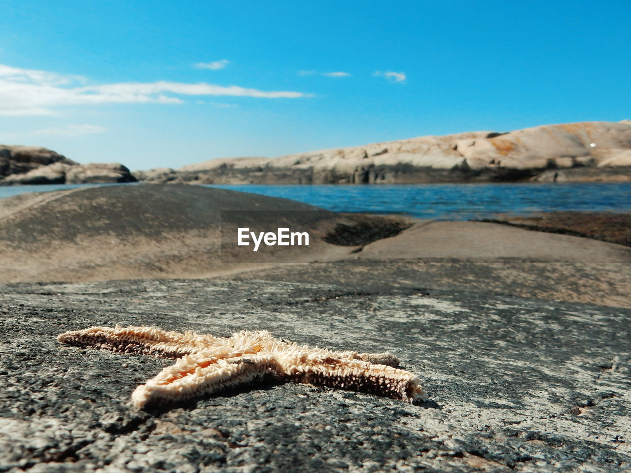 Close-up of starfish by river against blue sky on sunny day