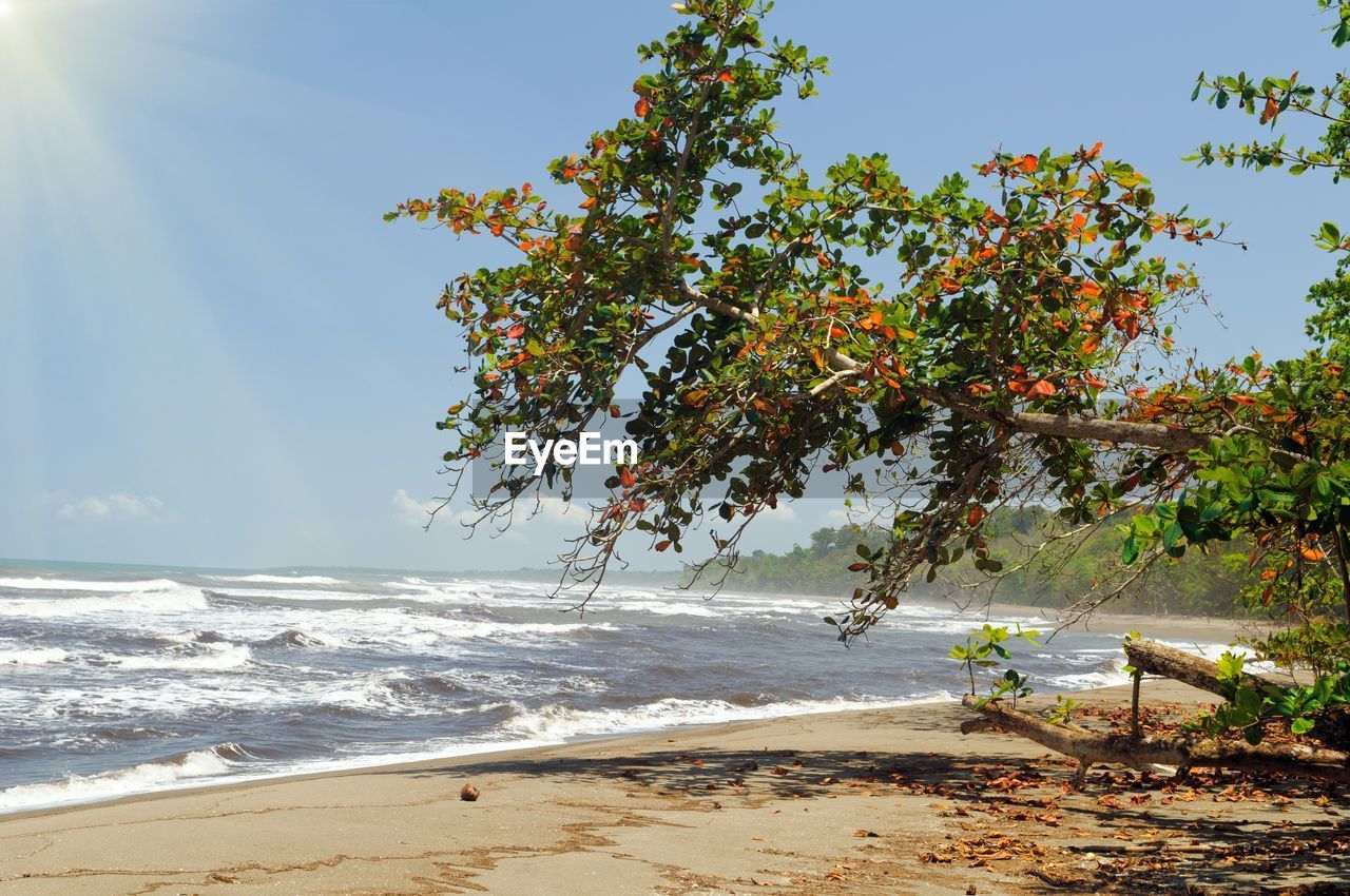 TREE BY SEA AGAINST SKY