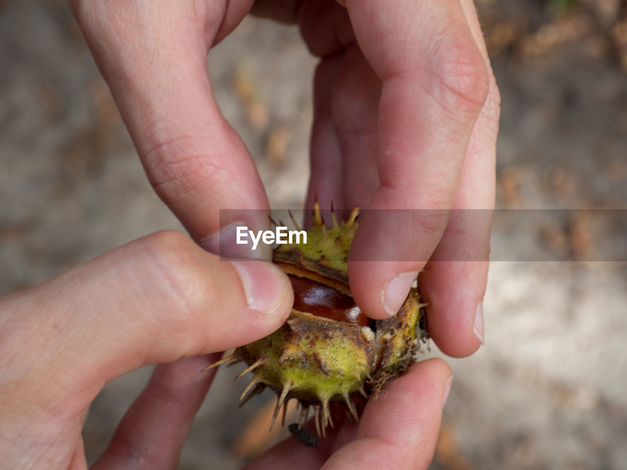 Cropped image of hand holding chestnut