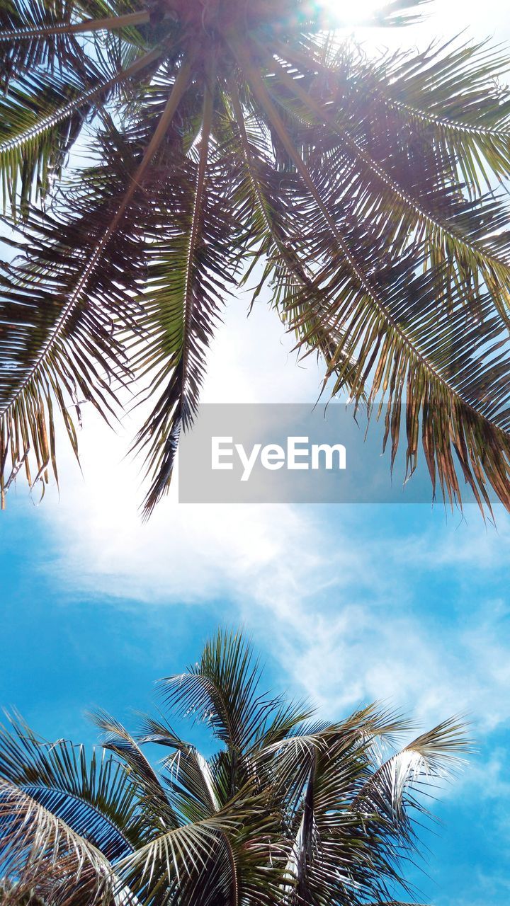 LOW ANGLE VIEW OF COCONUT PALM TREES AGAINST SKY
