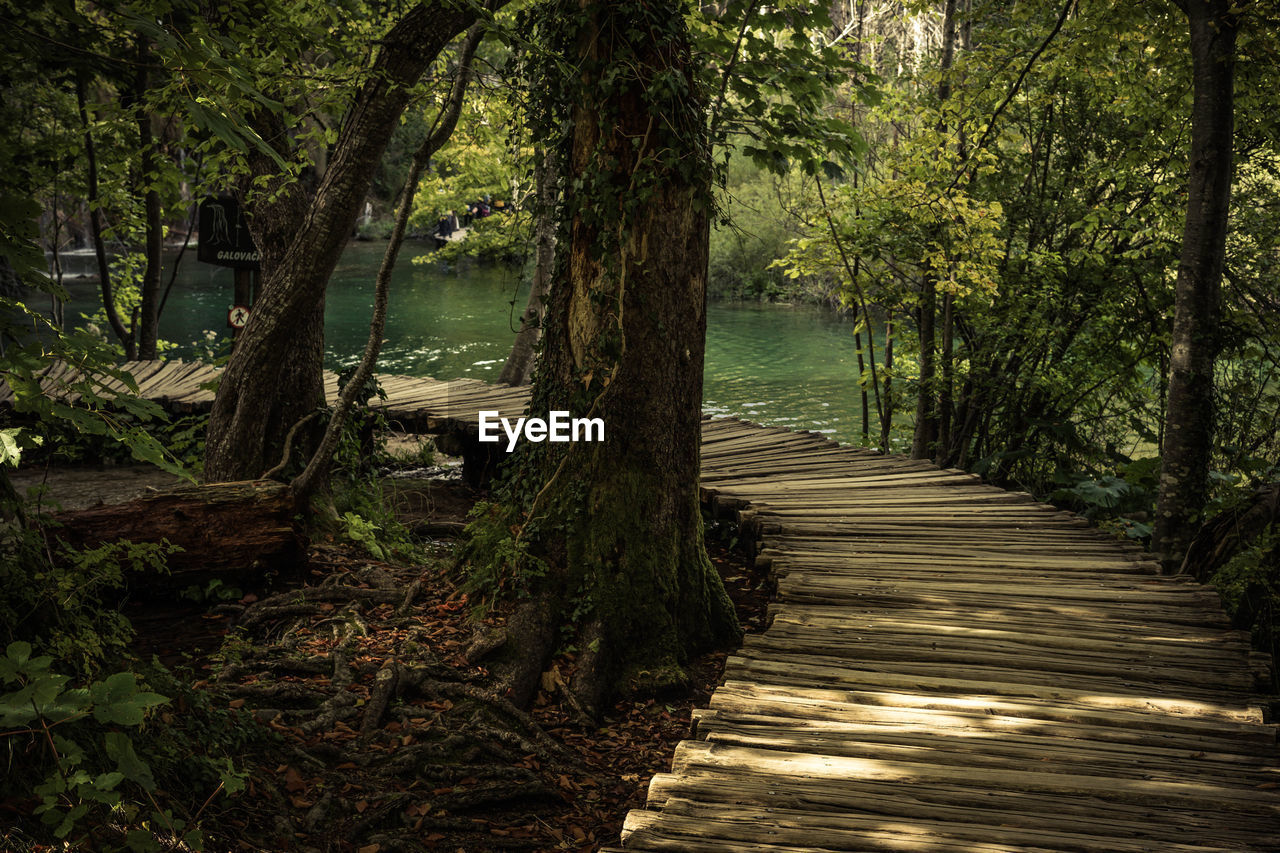 Scenic view of lake in forest