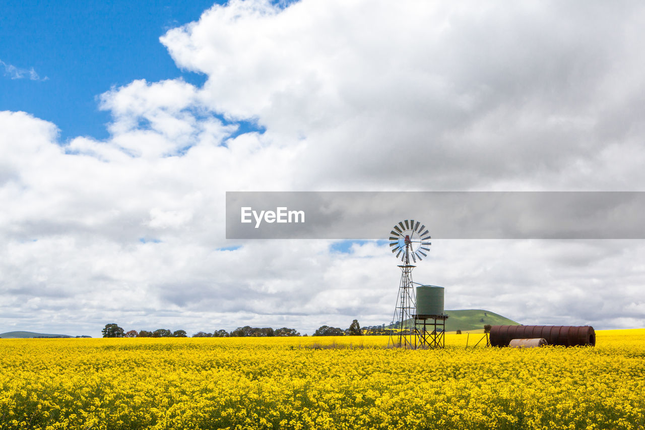 YELLOW FLOWERS IN FIELD AGAINST SKY