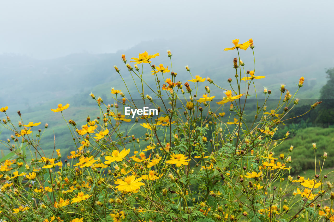 YELLOW FLOWERING PLANTS GROWING ON FIELD