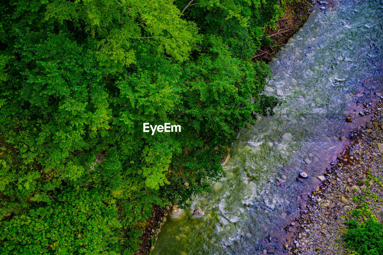 plant, green, growth, nature, high angle view, beauty in nature, woodland, no people, leaf, water, day, vegetation, flower, land, forest, grass, tree, tranquility, outdoors, scenics - nature, stream, moss, meadow, tranquil scene, environment, freshness