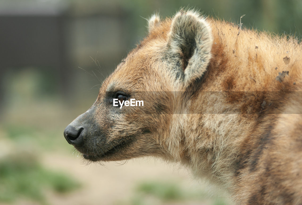 Close-up of a hyena. 