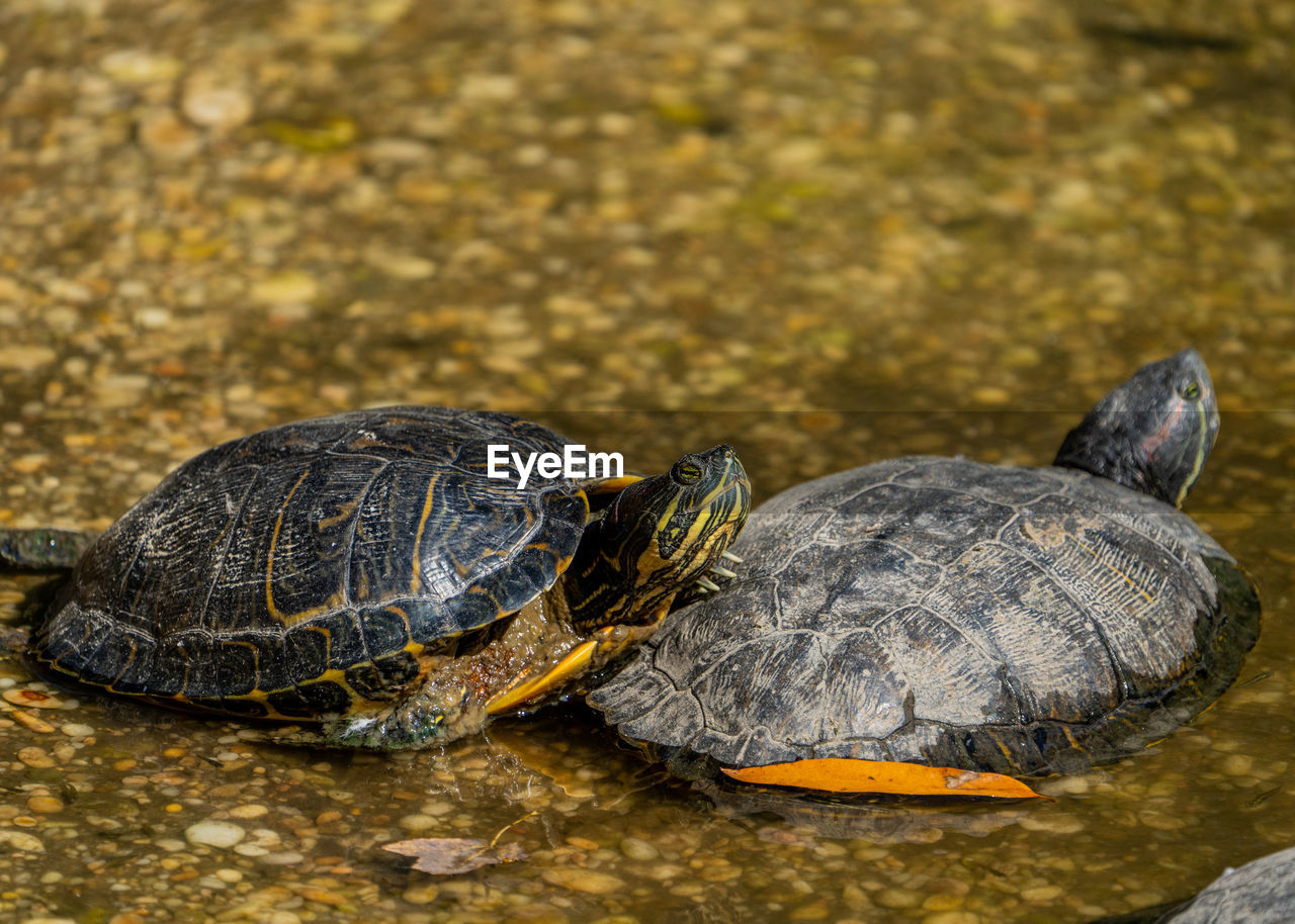 Close-up of turtle in a pond