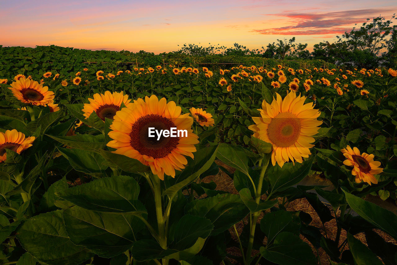 Sunflowers blooming on field against sky during sunset