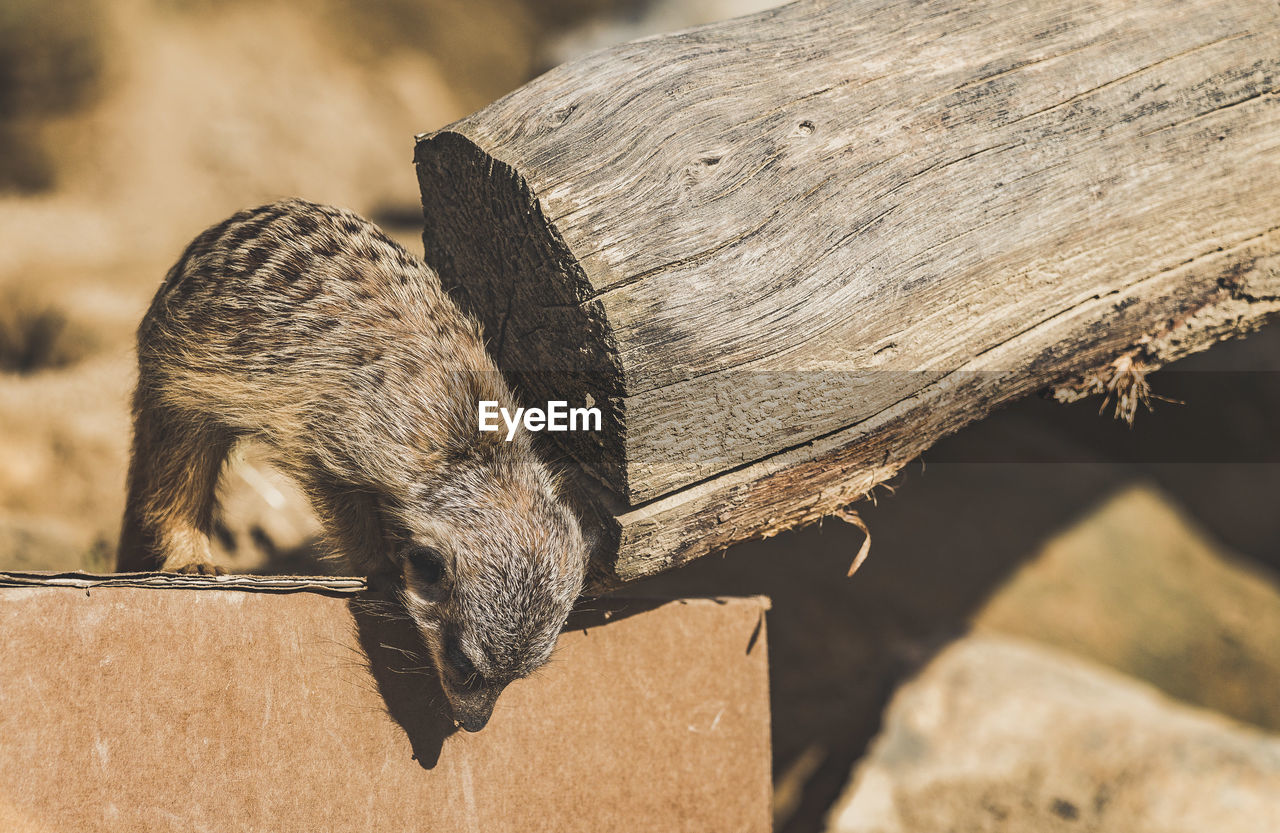 Close-up of meerkat on wood during sunny day