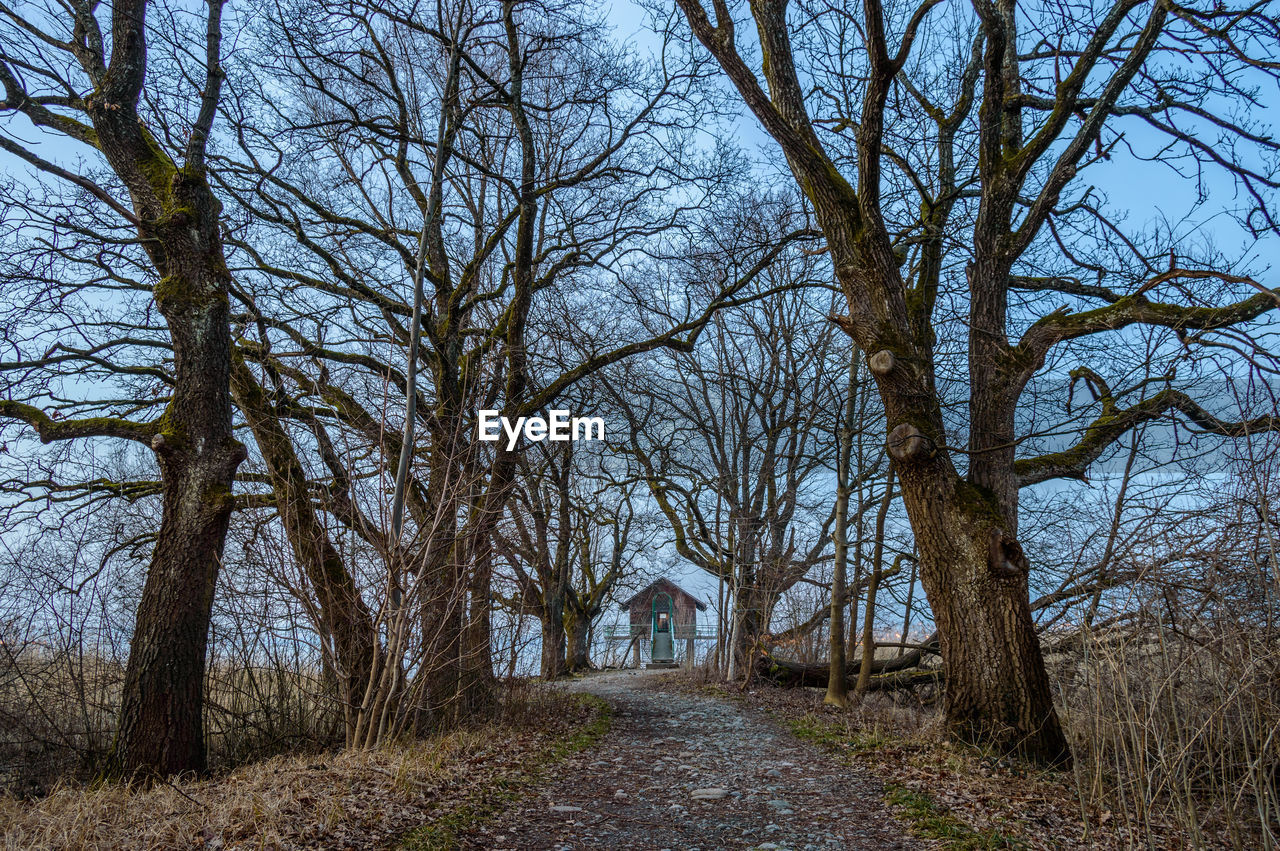 BARE TREES IN FOREST AGAINST SKY