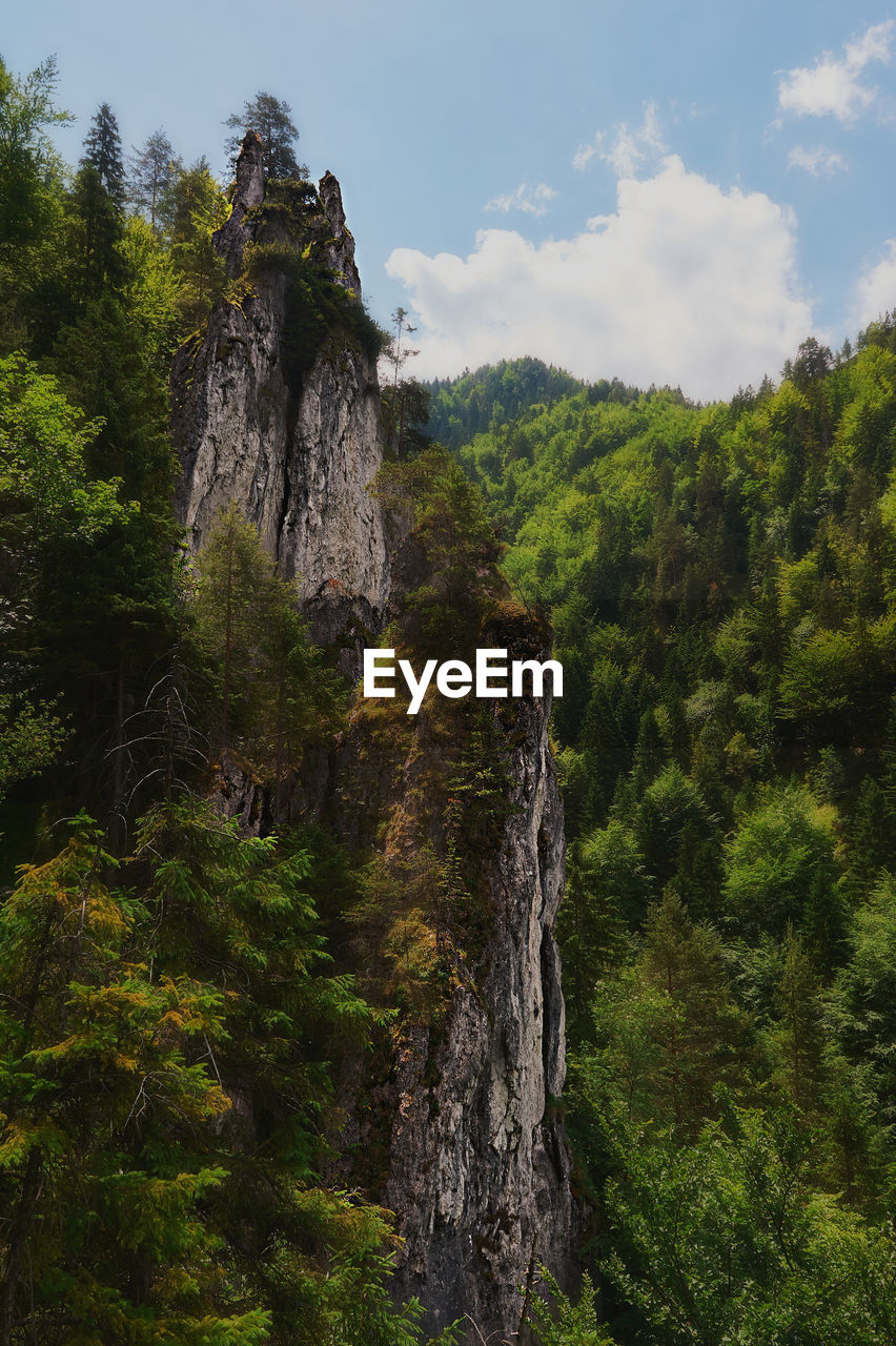 LOW ANGLE VIEW OF WATERFALL AMIDST TREES IN FOREST