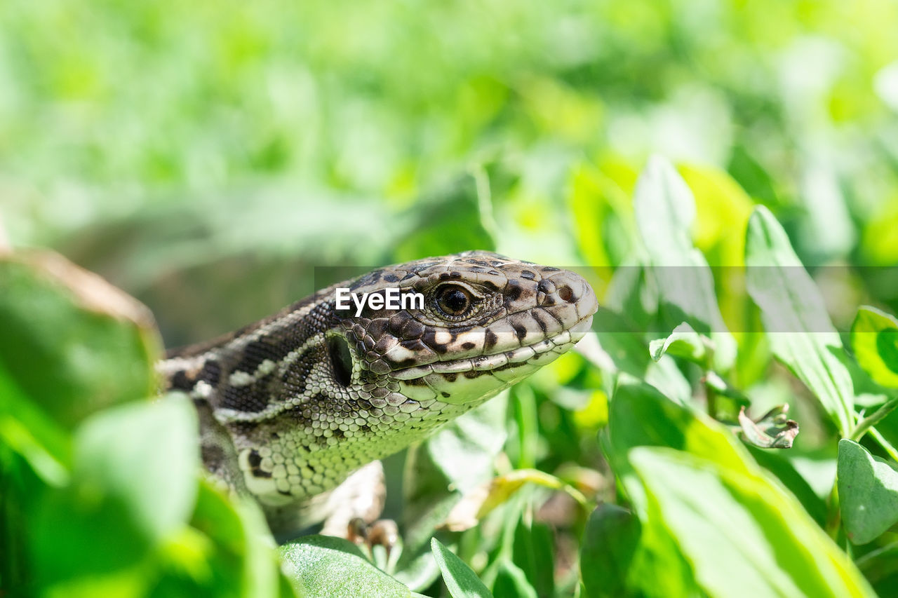 CLOSE-UP OF A TURTLE