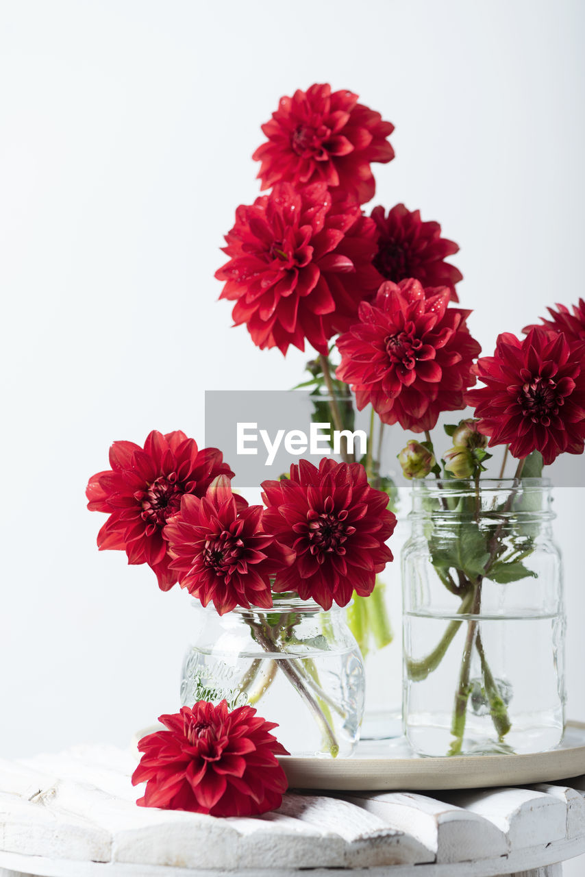 close-up of flowers in vase against white background