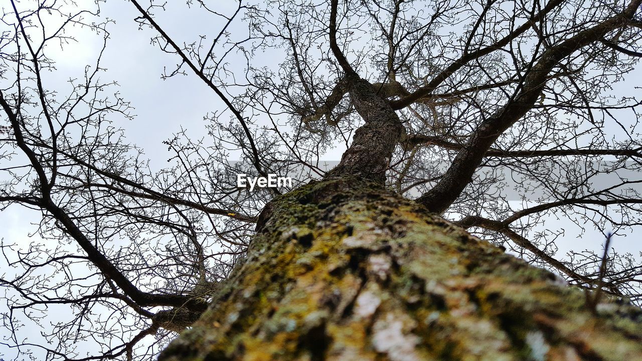 Low angle view of tree against sky