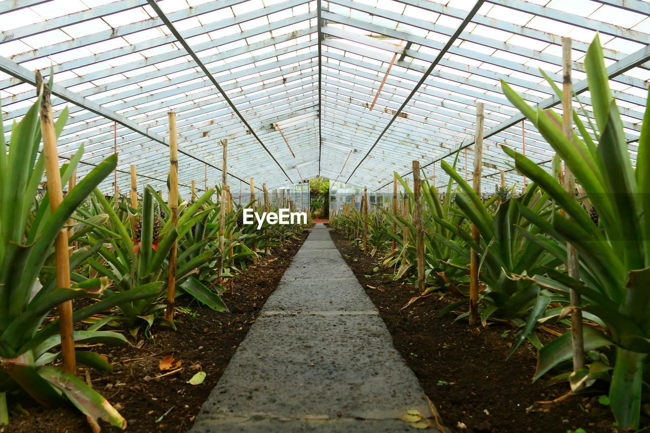 Pineapples growing in greenhouse