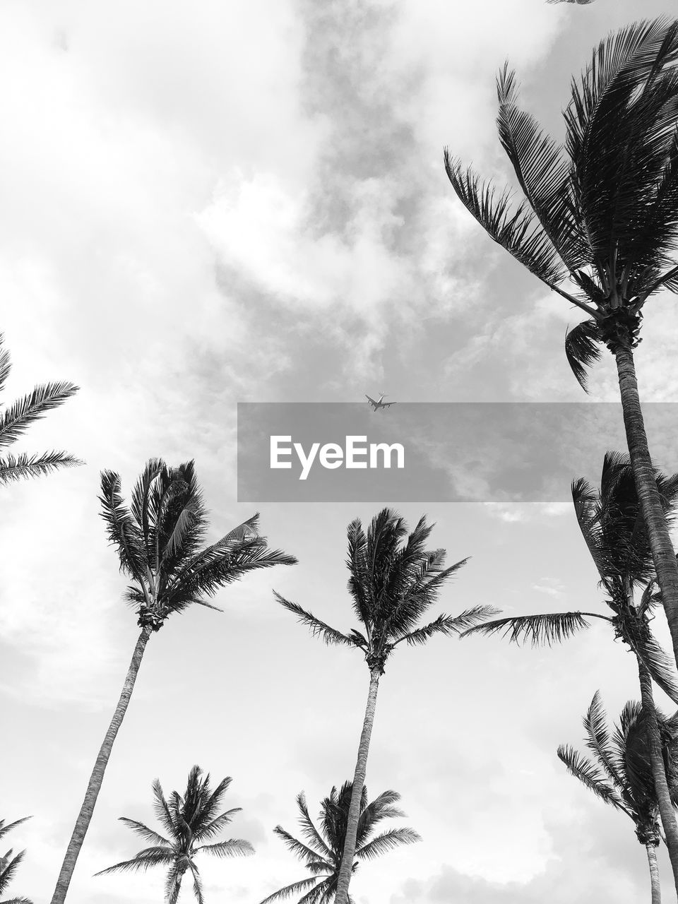 LOW ANGLE VIEW OF SILHOUETTE PALM TREE AGAINST SKY