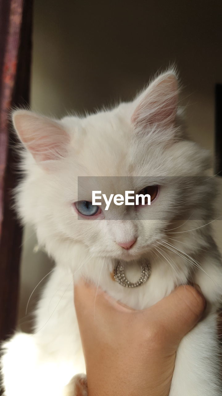 CLOSE-UP OF HAND HOLDING WHITE CAT WITH PERSON