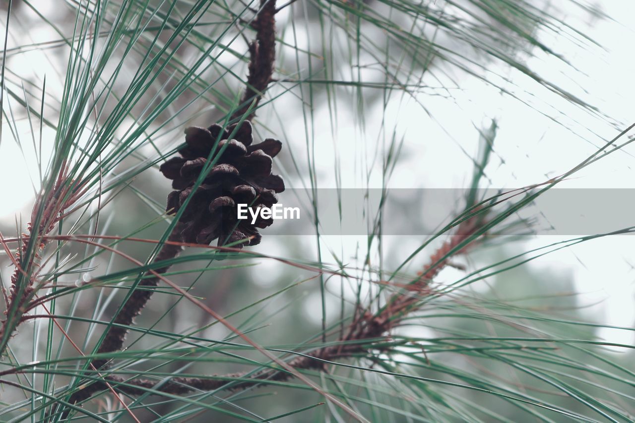 CLOSE-UP OF PINE CONE ON TREE BRANCH