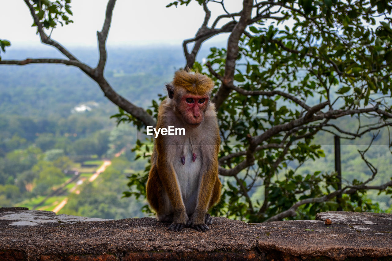 PORTRAIT OF MONKEY SITTING ON TREE