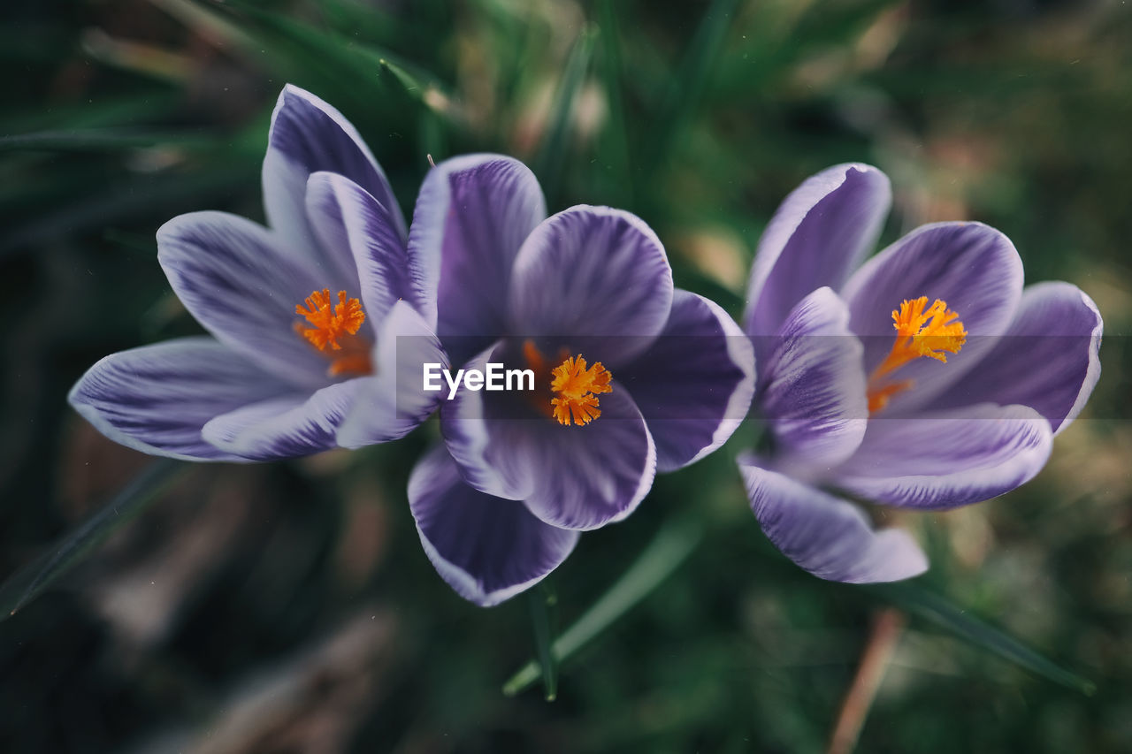 Close-up of flowers blooming outdoors