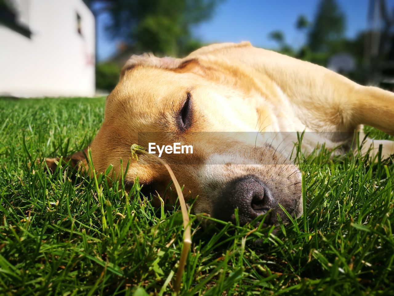 Close-up of a dog resting on field