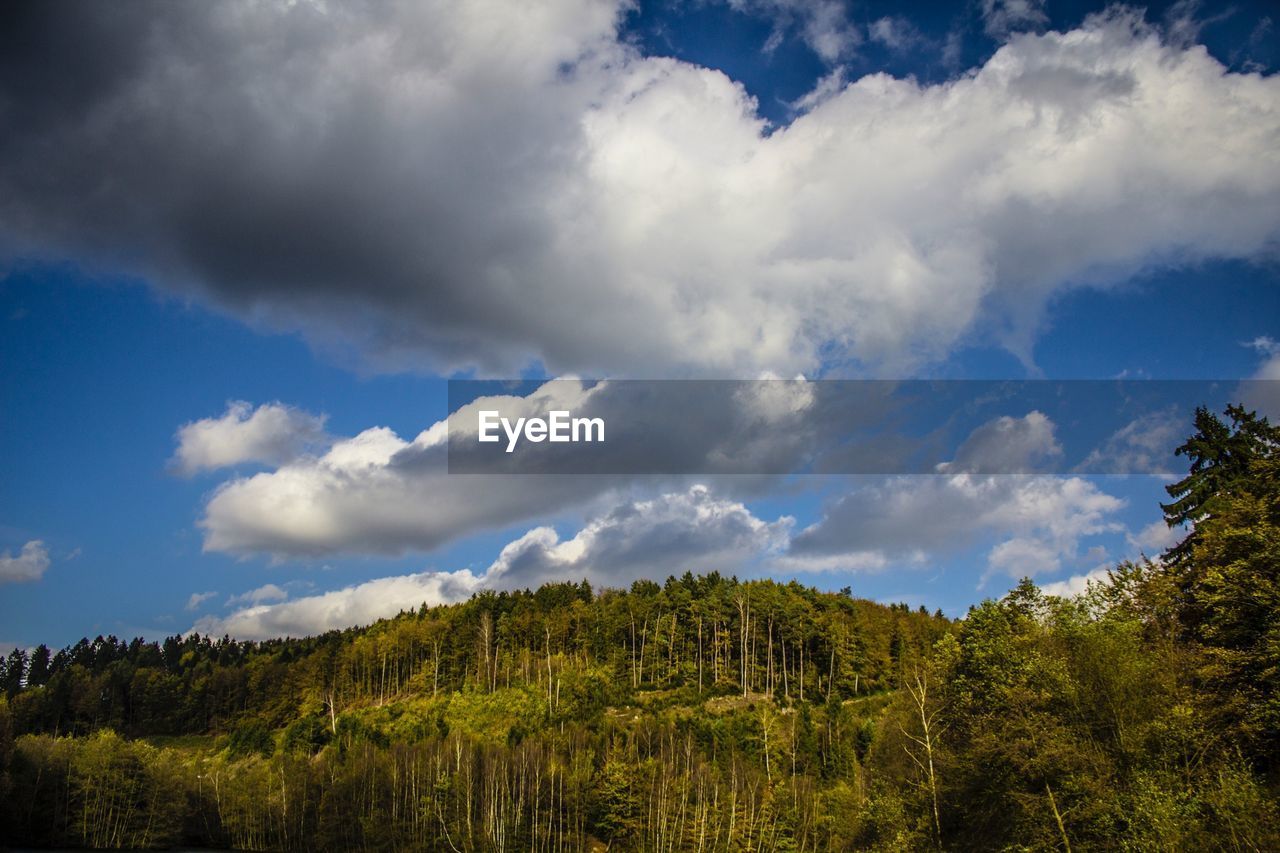 Low angle view of trees in forest against cloudy sky