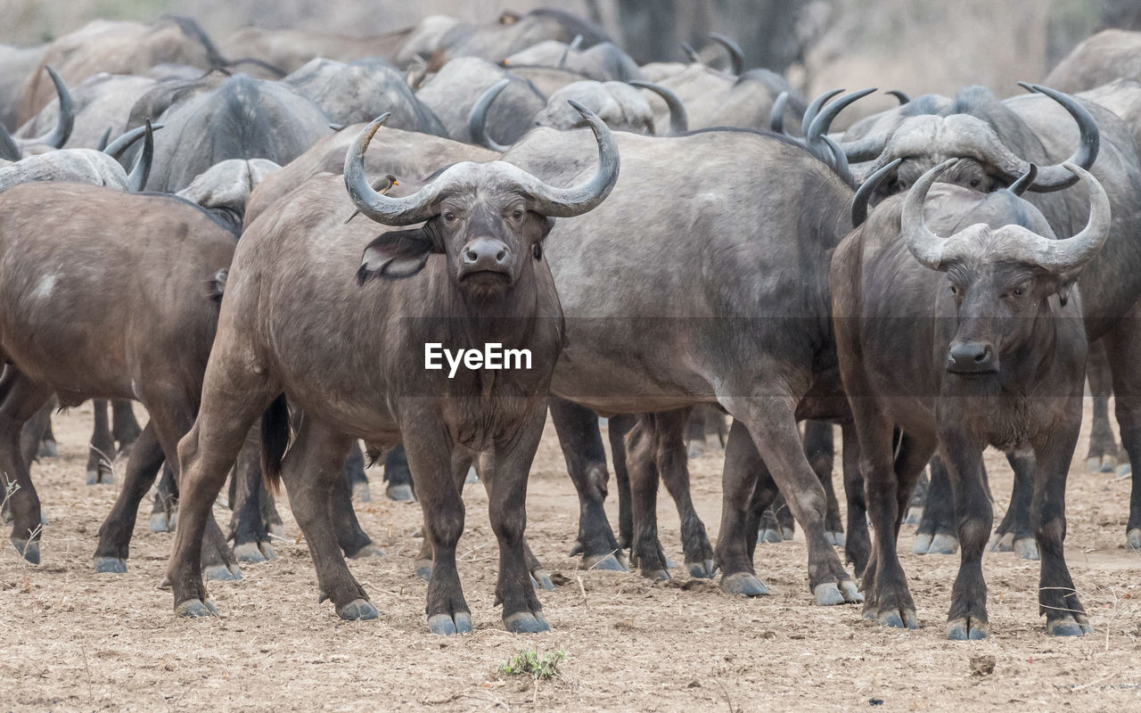 African cape buffalo, africa