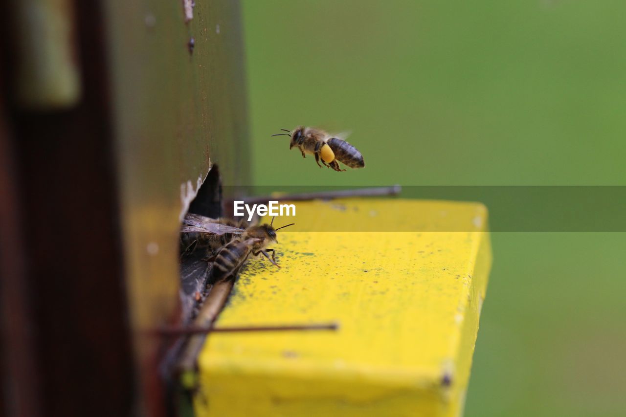 Close-up of bees at hive