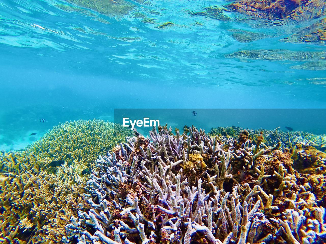 VIEW OF CORAL UNDERWATER