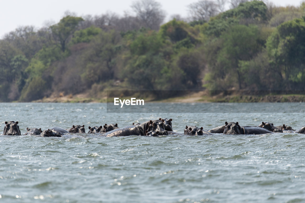 Hippos swimming in sea