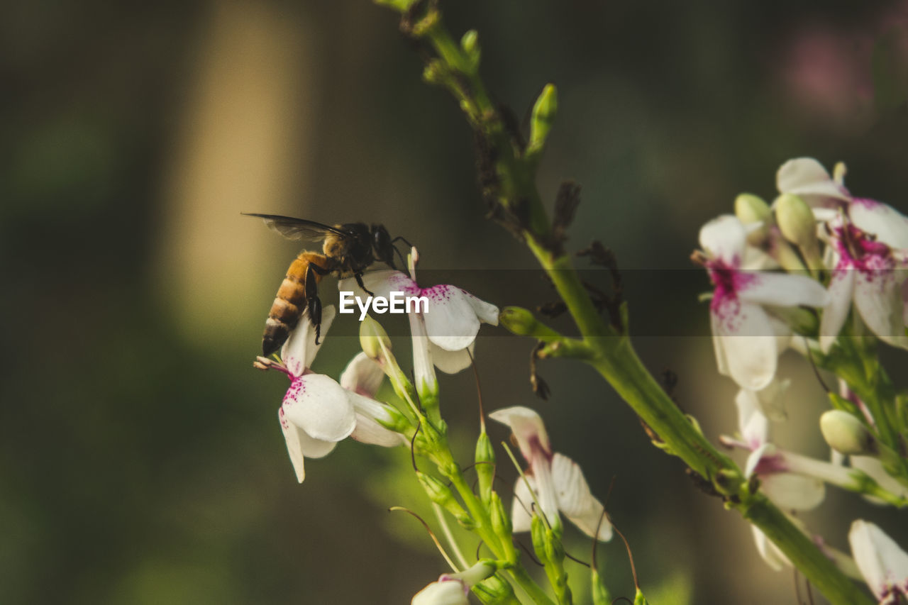 CLOSE-UP OF HONEY BEE ON FLOWER