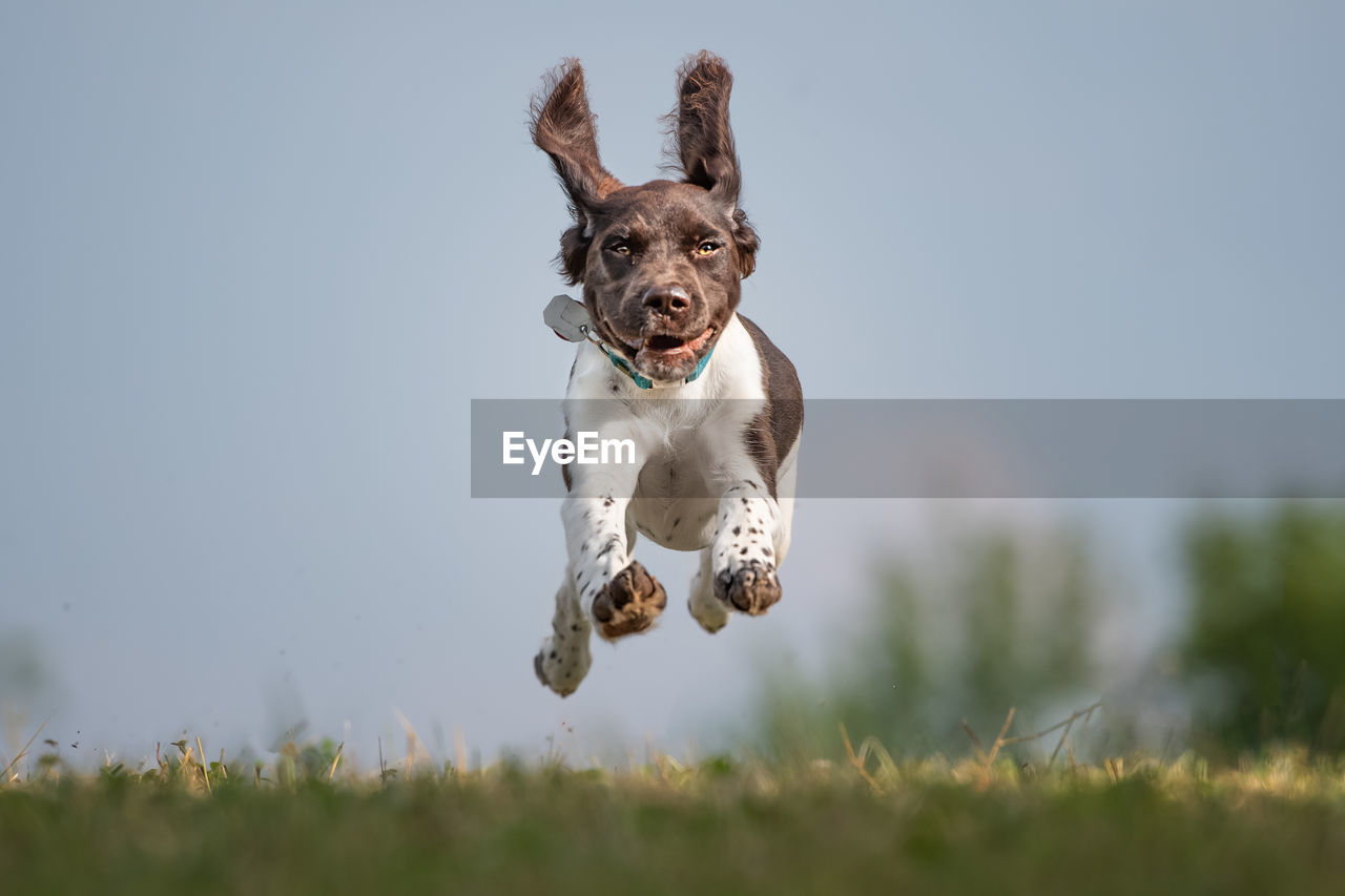Portrait of dog jumping on grassy field