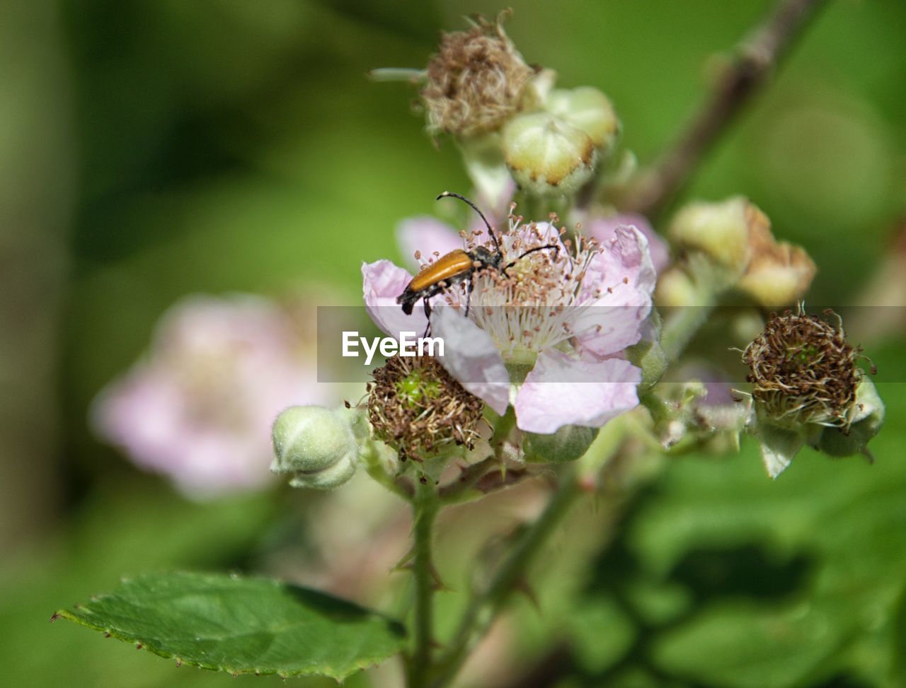 CLOSE-UP OF HONEY BEE POLLINATING ON FLOWER