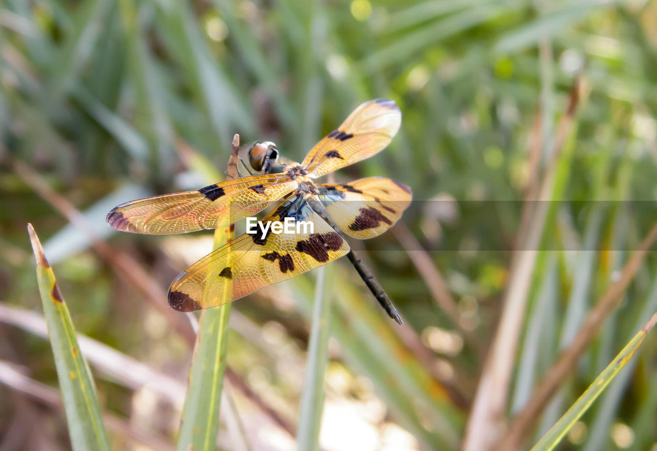 Close-up of butterfly pollinating flower