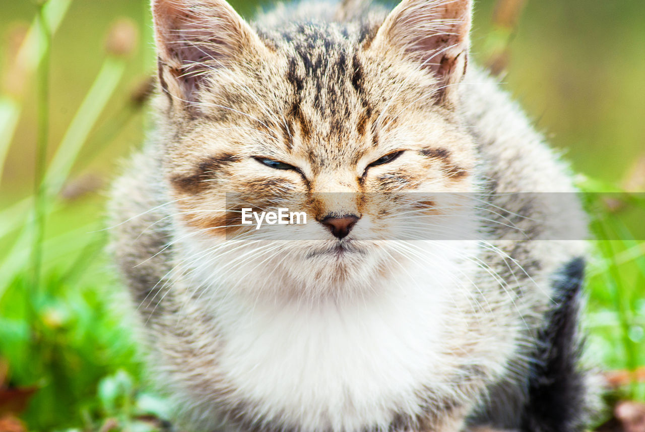 Close-up portrait of a cat