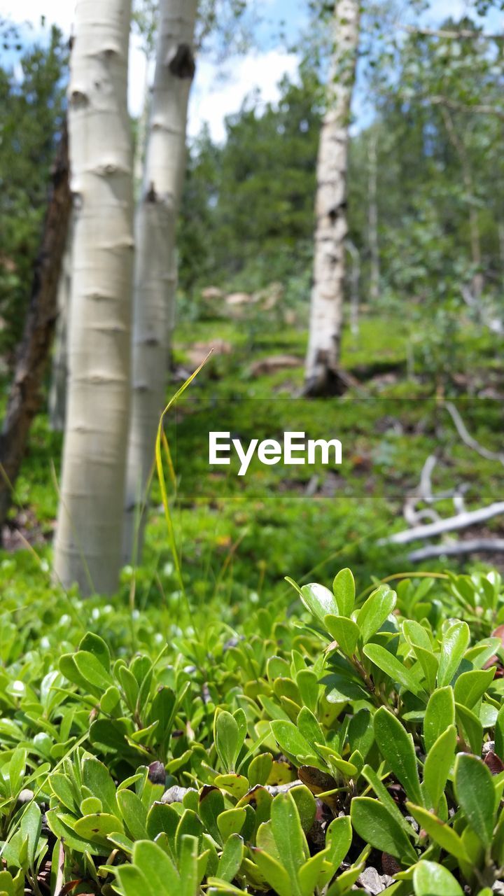 CLOSE-UP OF FRESH PLANTS IN FOREST