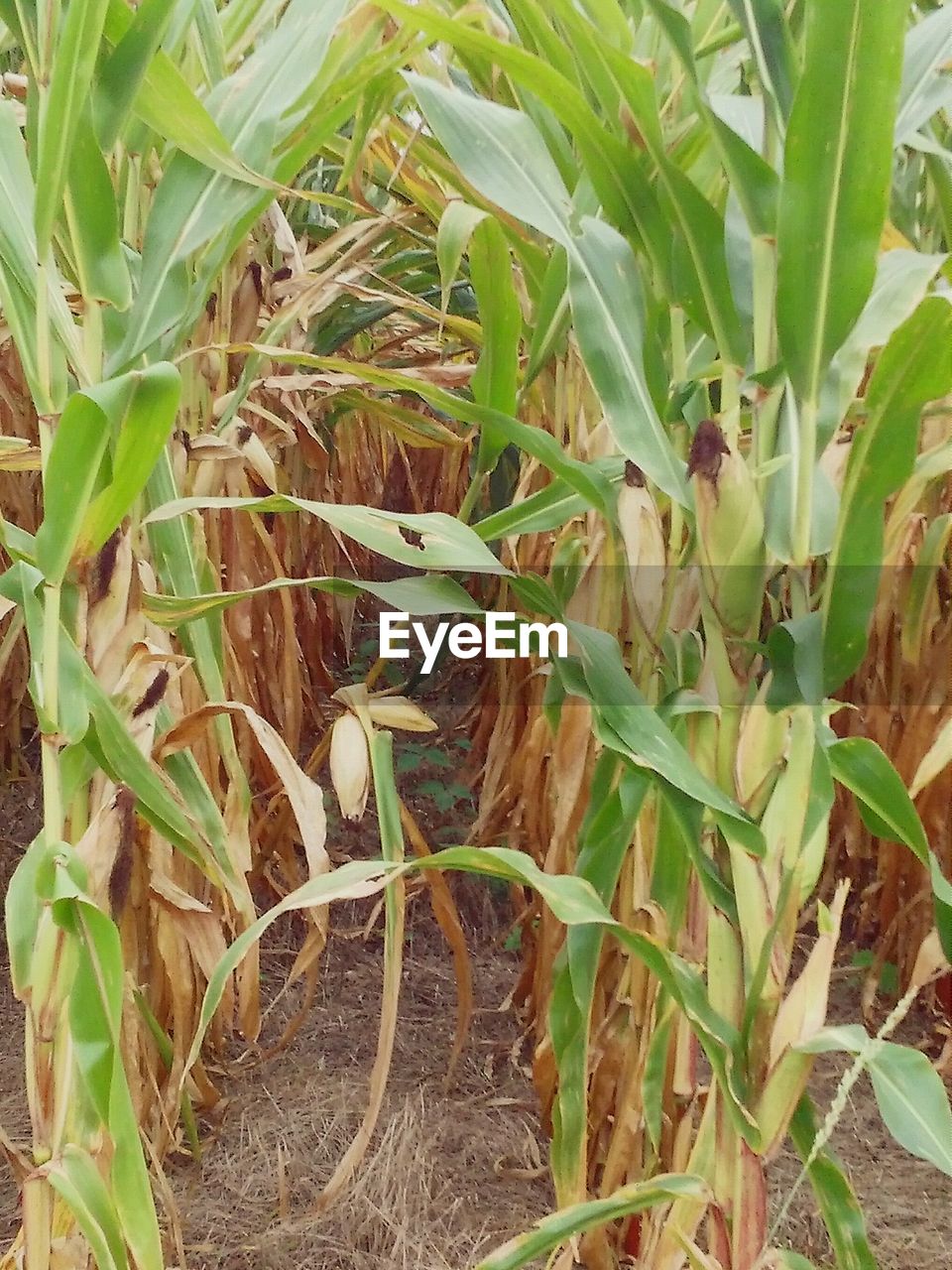 PLANTS GROWING ON FIELD