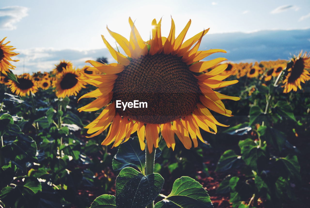 Close-up of sunflower