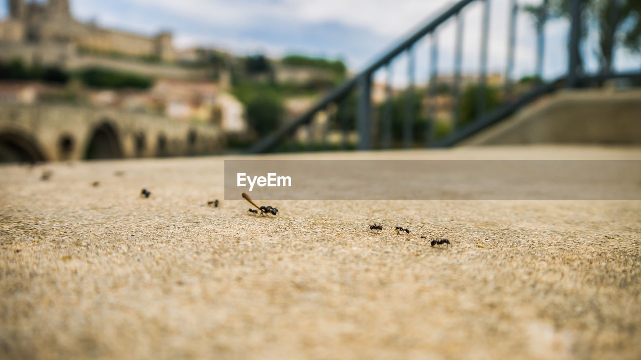 Ants on concrete street