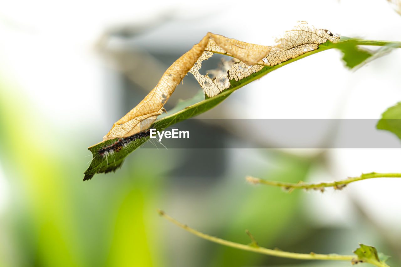 low angle view of plant