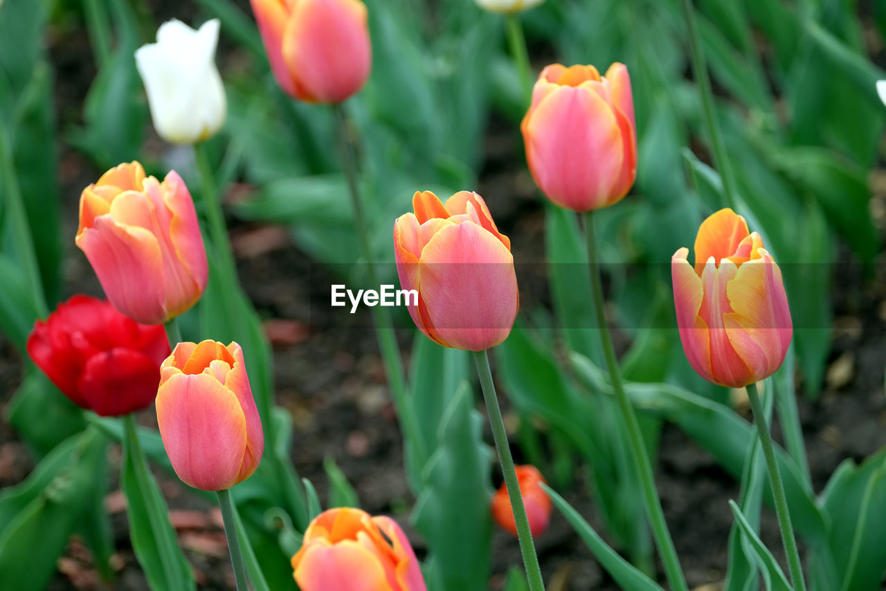 CLOSE-UP OF RED TULIPS IN FIELD