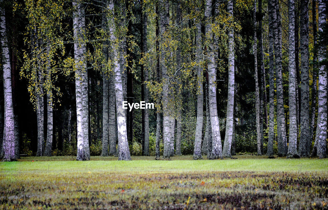 Birch trees in forest