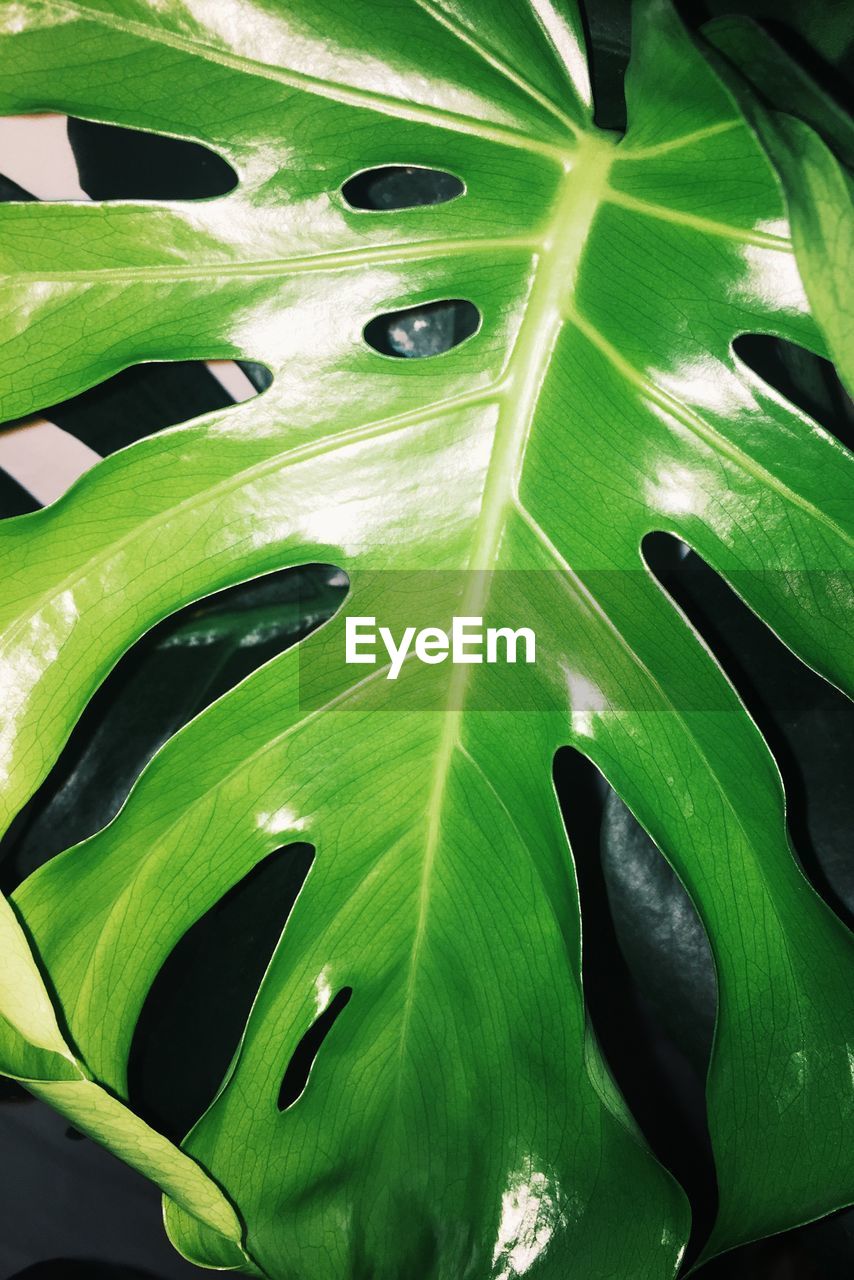 FULL FRAME SHOT OF GREEN LEAF
