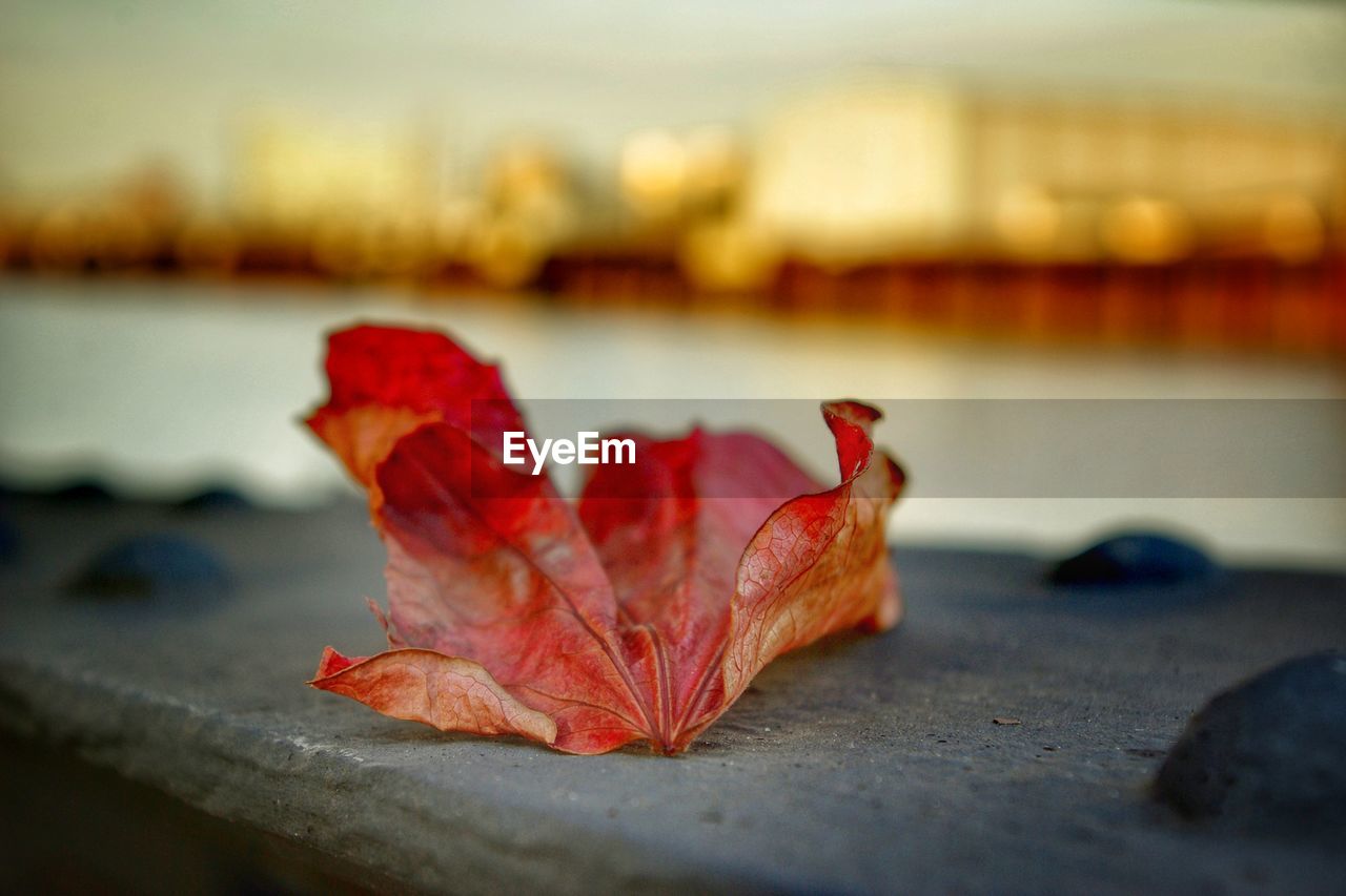 Close-up of dried autumn leave