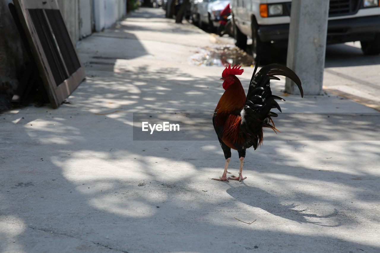 Rooster on city footpath