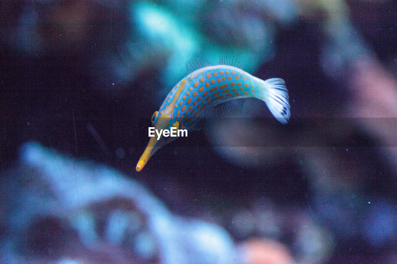 Close-up of fish swimming in tank at aquarium