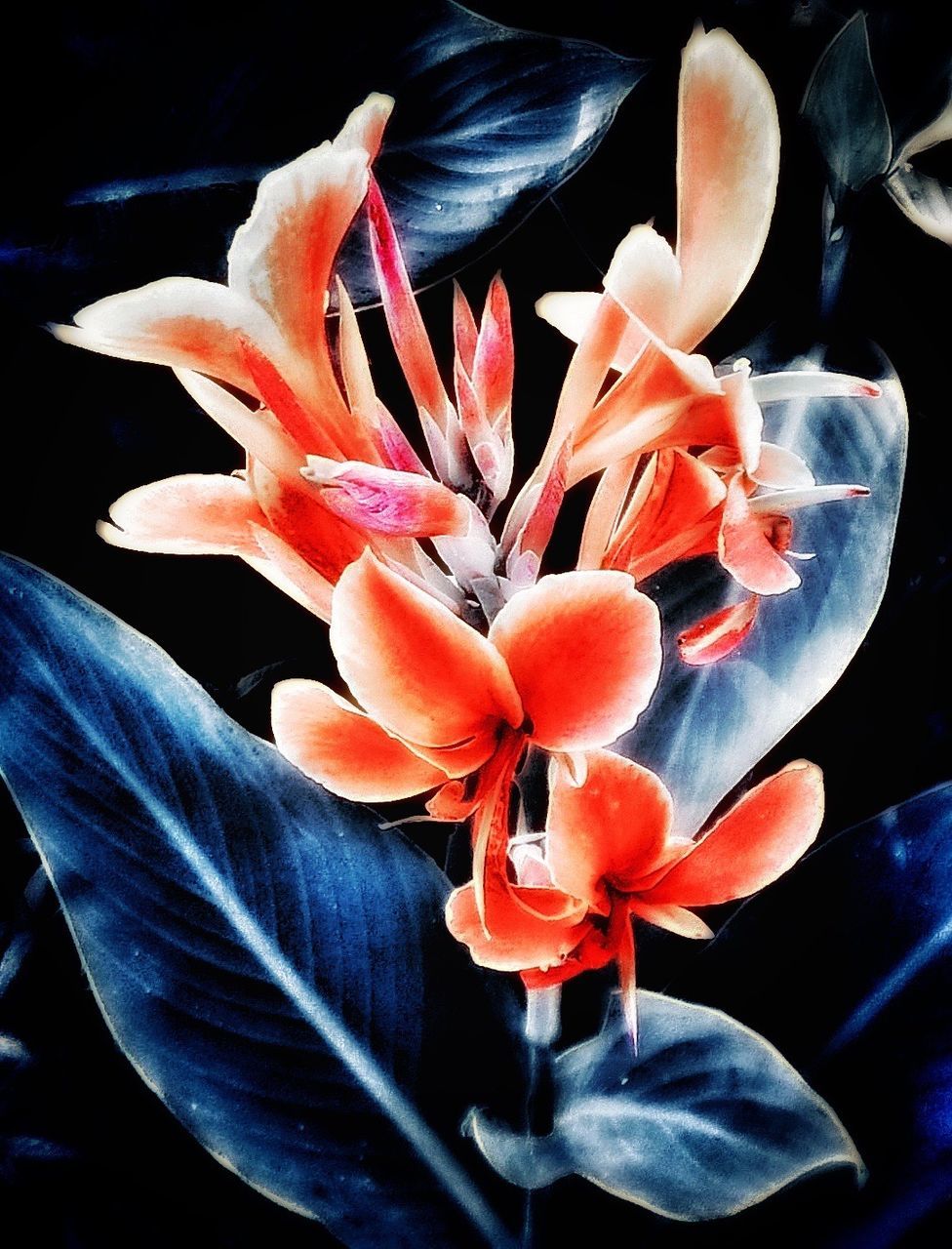 CLOSE-UP OF PINK FLOWER BLOOMING OUTDOORS