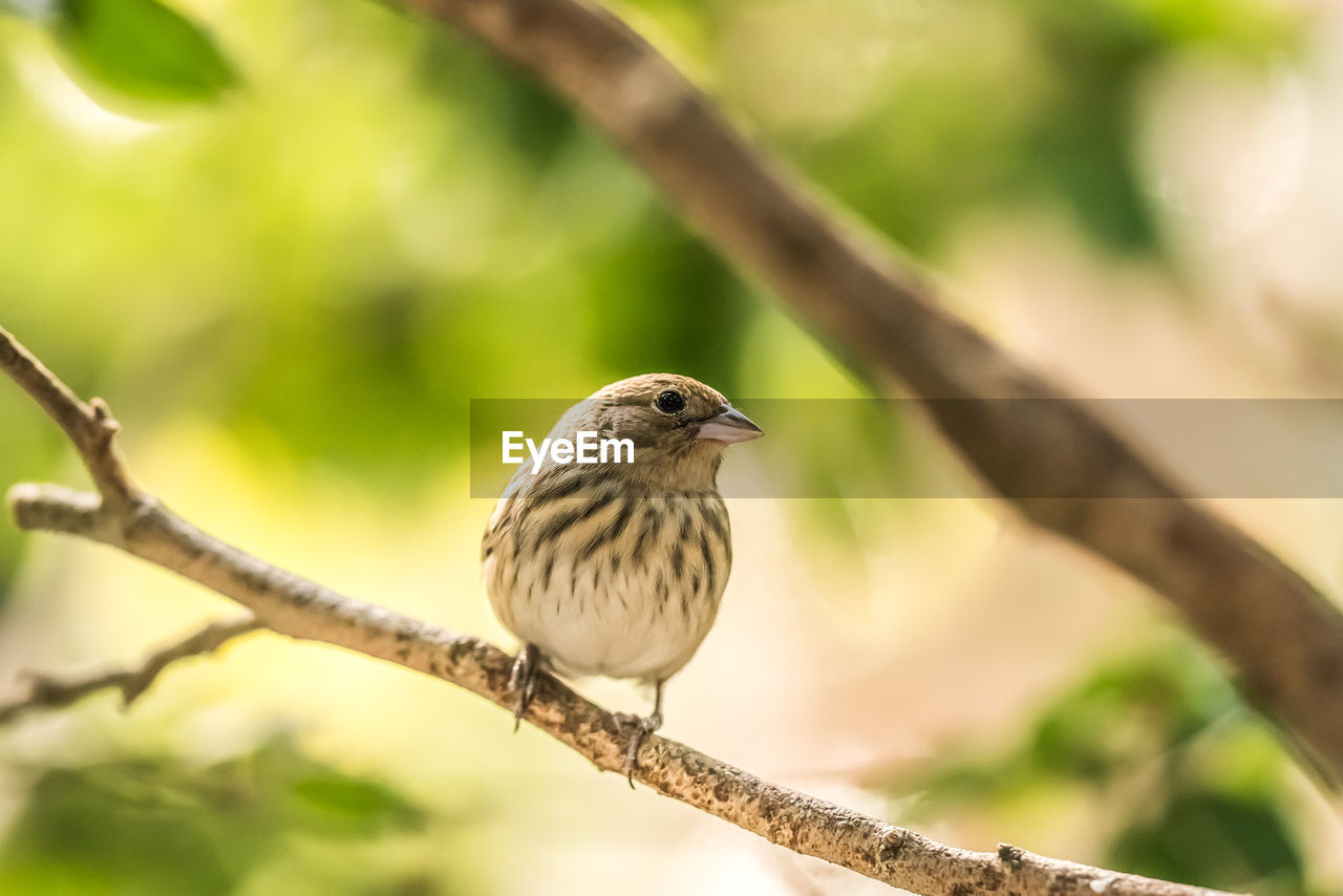 Close-up of bird perching on branch