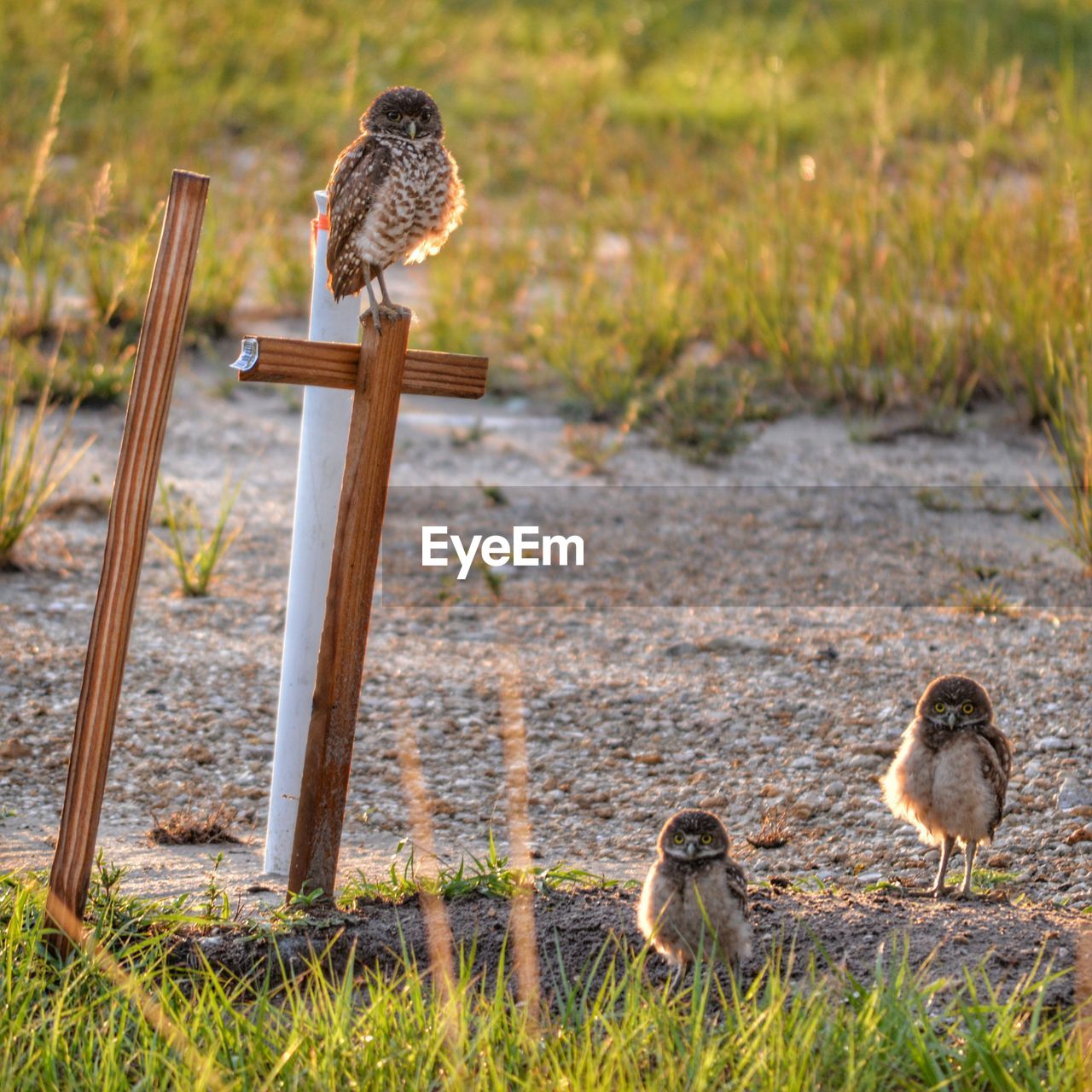 Burrowing owls on field